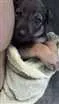 Cachorro raça vira lata idade 2 a 6 meses nome Aramis