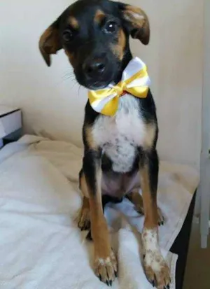 Cachorro raça  idade 2 a 6 meses nome Filhote