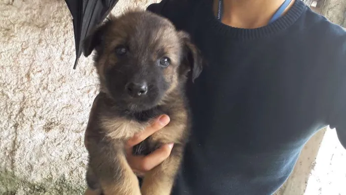 Cachorro ra a vira lata idade 2 a 6 meses nome  Porthos