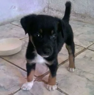 Cachorro raça  idade Abaixo de 2 meses nome Mousbi