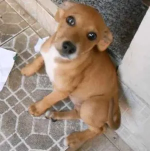 Cachorro raça vira-lata idade 2 a 6 meses nome edna