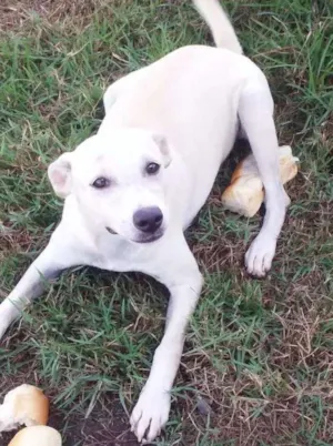 Cachorro raça Vira lata idade 2 a 6 meses nome Branquinha