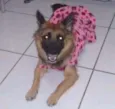 Milu