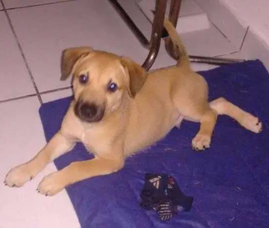 Cachorro ra a Vira Lata idade 2 a 6 meses nome Não tem nome ainda