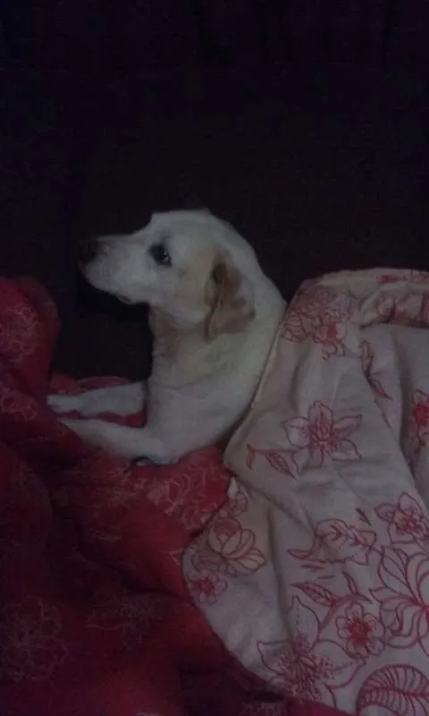 Cachorro ra a SRD idade 2 anos nome Barney