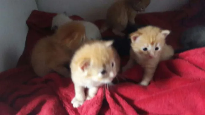Gato ra a  idade  nome gatinhos