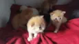 gatinhos