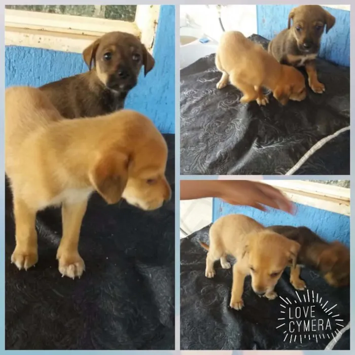 Cachorro raça misturadinho  idade 2 a 6 meses nome Sem nome 