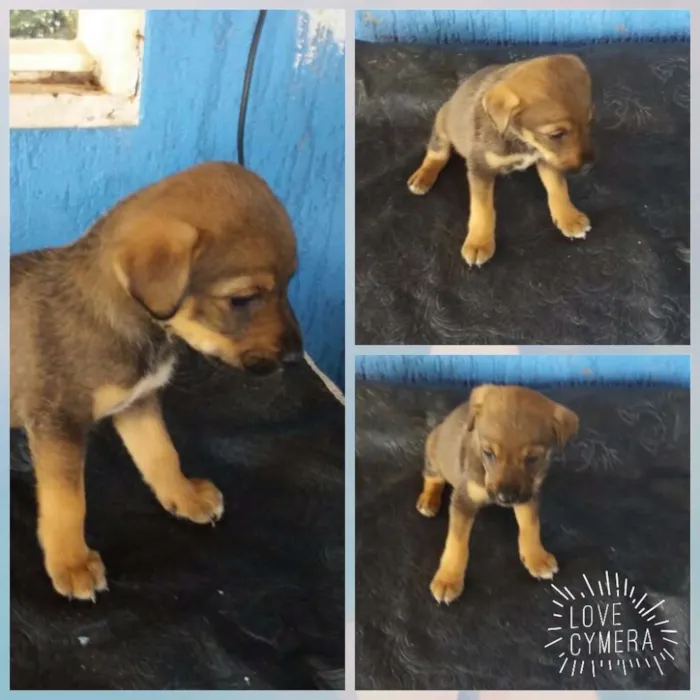 Cachorro raça misturadinho  idade 2 a 6 meses nome Sem nome 