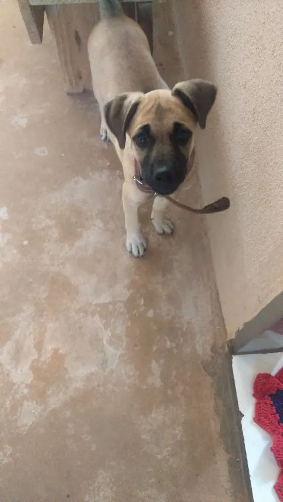 Cachorro ra a Vira lata idade 2 a 6 meses nome Safira