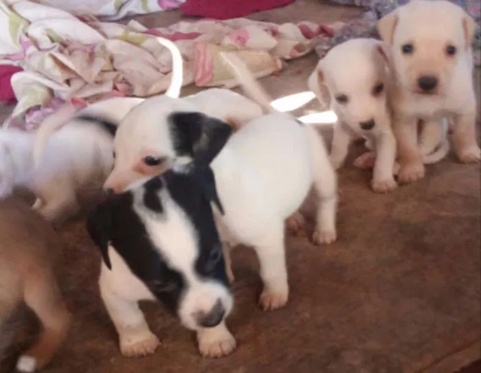Cachorro ra a misturados idade Abaixo de 2 meses nome fofos (a)