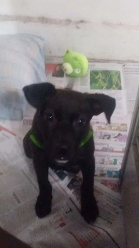Cachorro ra a Sem raça definida idade 2 a 6 meses nome Darth vader