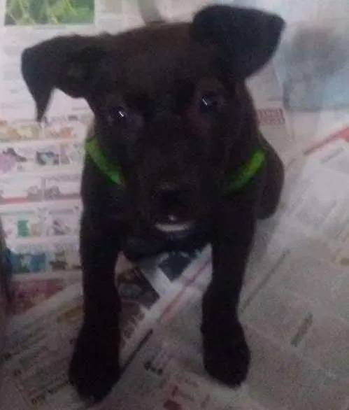 Cachorro ra a Sem raça definida idade 2 a 6 meses nome Darth vader