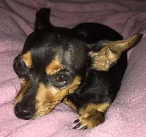 Cachorro raça Pienscher  idade 6 ou mais anos nome Sophia 