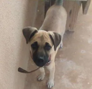 Cachorro raça Vira lata idade 2 a 6 meses nome Safira