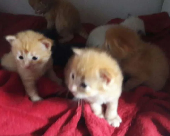Gato ra a  idade  nome gatinhos