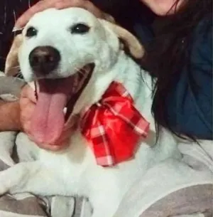 Cachorro raça SRD idade 2 anos nome Barney