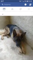 Senia