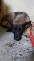 Senia