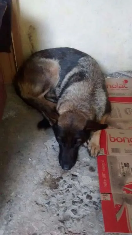 Cachorro ra a pastor alemão idade 3 anos nome Senia