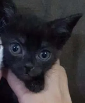 Gato raça comum idade 2 a 6 meses nome pretinho