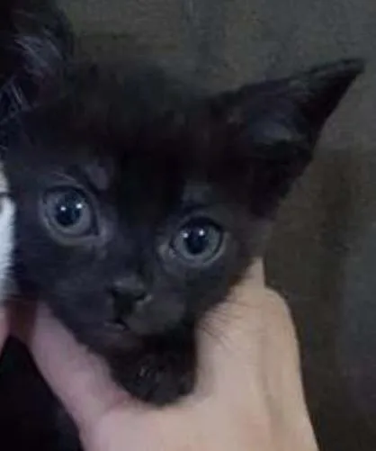 Gato ra a comum idade 2 a 6 meses nome pretinho
