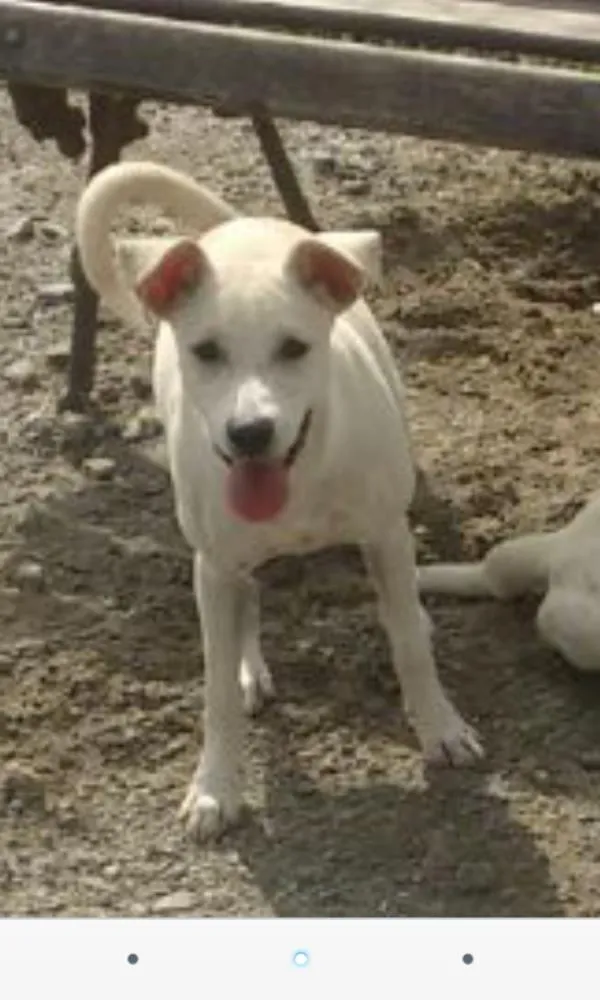 Cachorro ra a Vira lata idade 2 a 6 meses nome Branquinha