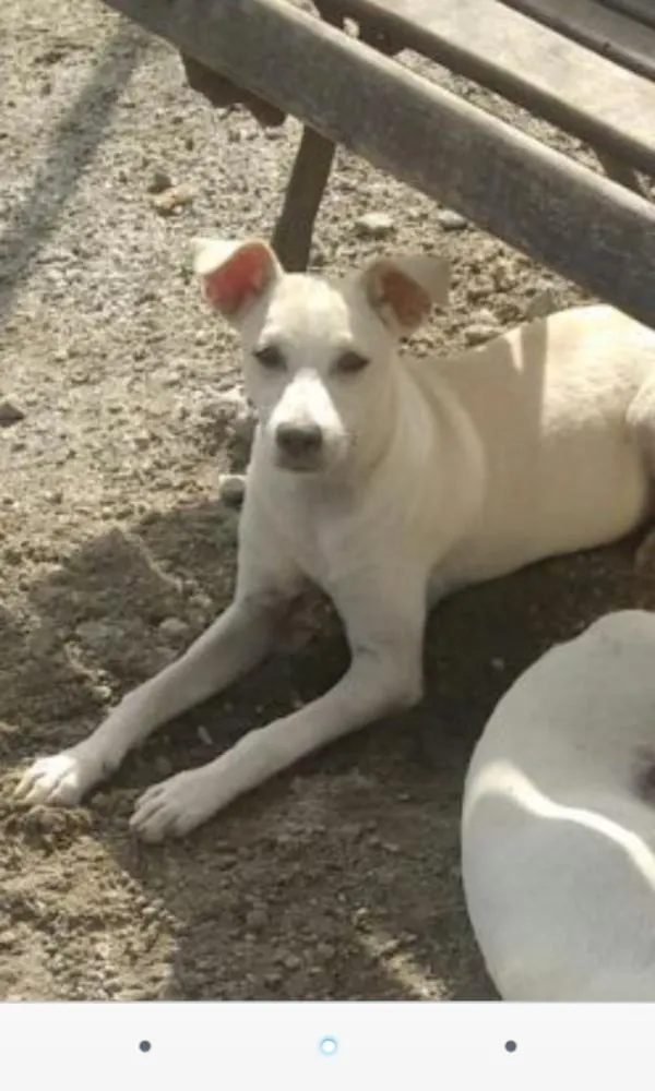 Cachorro ra a Vira lata idade 2 a 6 meses nome Branquinha