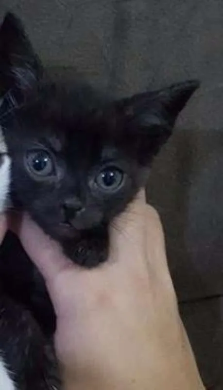Gato ra a comum idade 2 a 6 meses nome pretinho