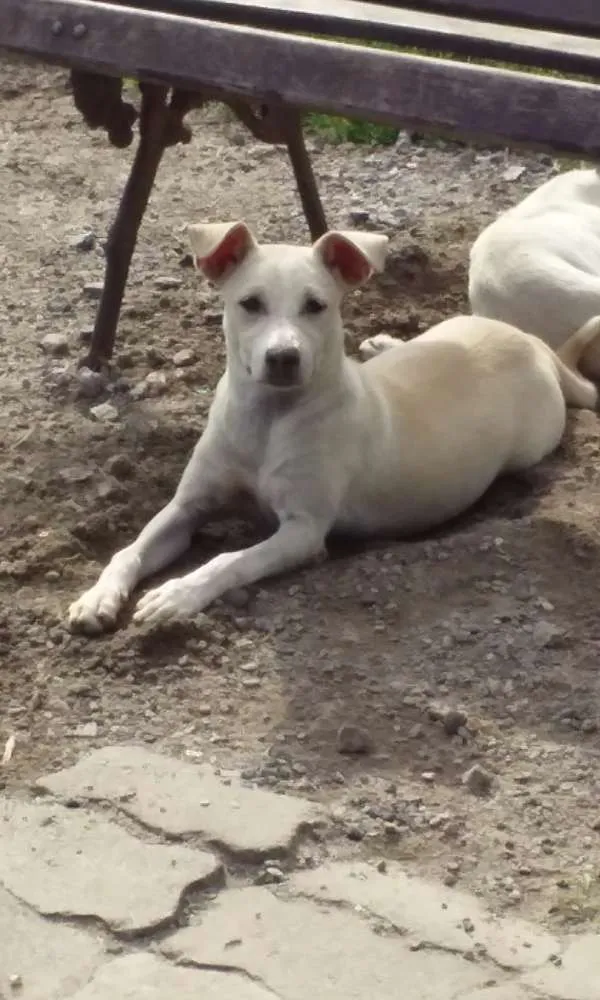 Cachorro ra a Vira lata idade 2 a 6 meses nome Branquinha