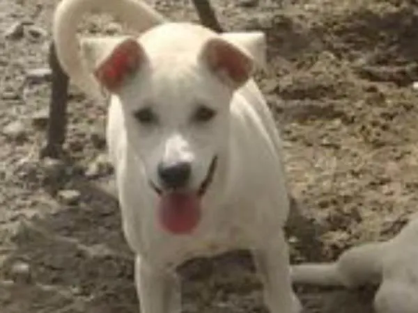 Cachorro ra a Vira lata idade 2 a 6 meses nome Branquinha