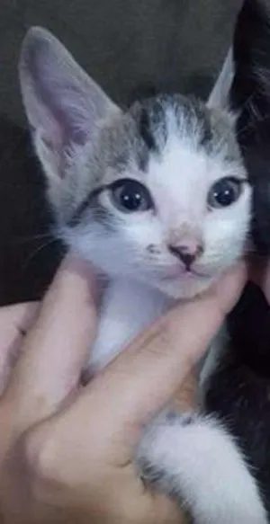 Gato raça COMUM idade 2 a 6 meses nome GAL