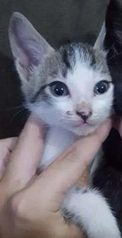 Gato ra a COMUM idade 2 a 6 meses nome GAL