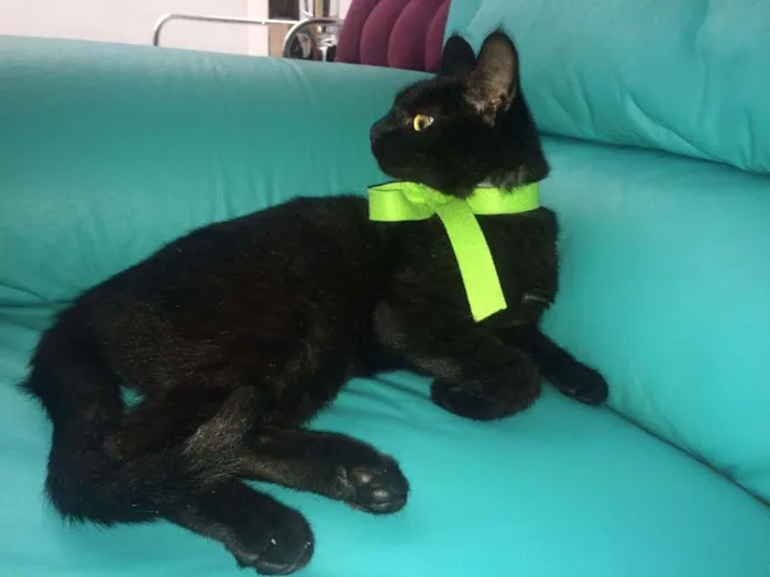 Gato ra a SRD idade 2 a 6 meses nome Mel