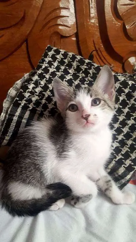 Gato ra a COMUM idade 2 a 6 meses nome GAL