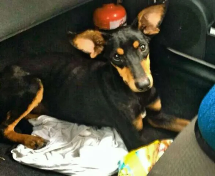 Cachorro ra a SRD idade 7 a 11 meses nome Sem Nome