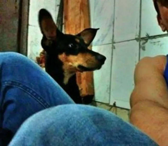 Cachorro ra a SRD idade 7 a 11 meses nome Sem Nome