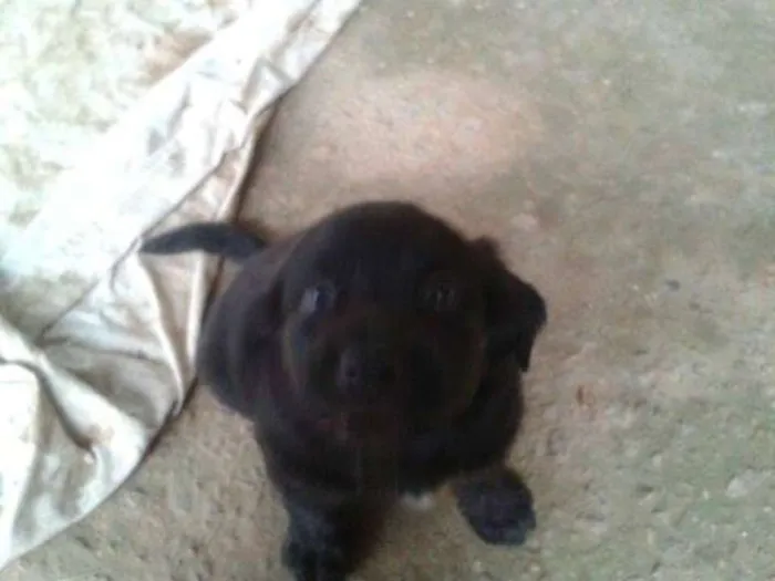 Cachorro ra a viralata idade 2 a 6 meses nome pretinho