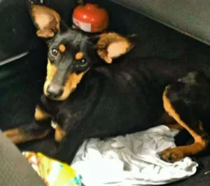 Cachorro raça SRD idade 7 a 11 meses nome Sem Nome