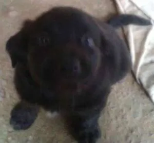 Cachorro raça viralata idade 2 a 6 meses nome pretinho