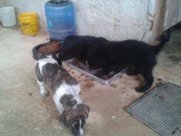 Cachorro ra a VIRALATA idade 2 a 6 meses nome PRETINHO