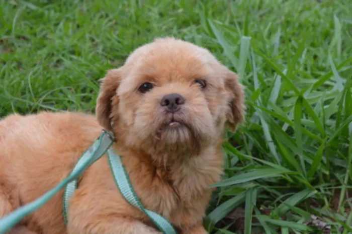 Cachorro ra a Shihtzu idade 5 anos nome Bilu