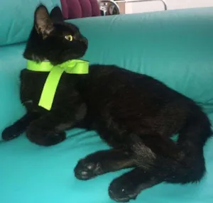Gato raça SRD idade 2 a 6 meses nome Mel