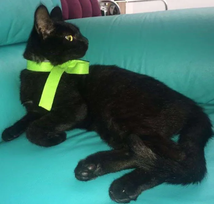 Gato ra a SRD idade 2 a 6 meses nome Mel