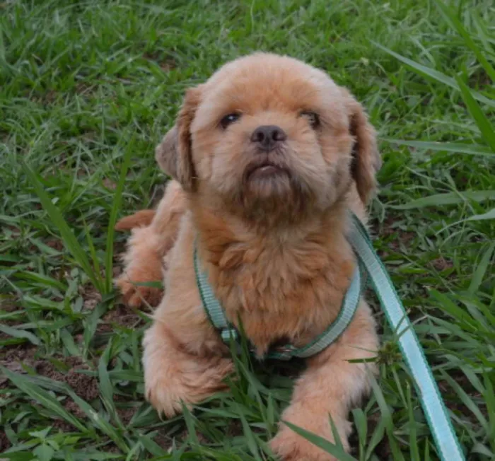 Cachorro ra a Shihtzu idade 5 anos nome Bilu