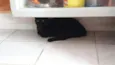 gatinhos