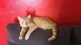 gatinhos