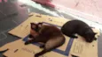 gatinhos