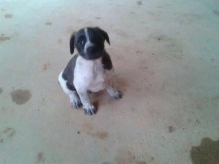 Cachorro ra a VIRALATA idade 2 a 6 meses nome MALHADO