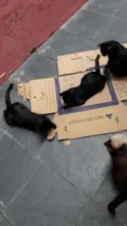 gatinhos